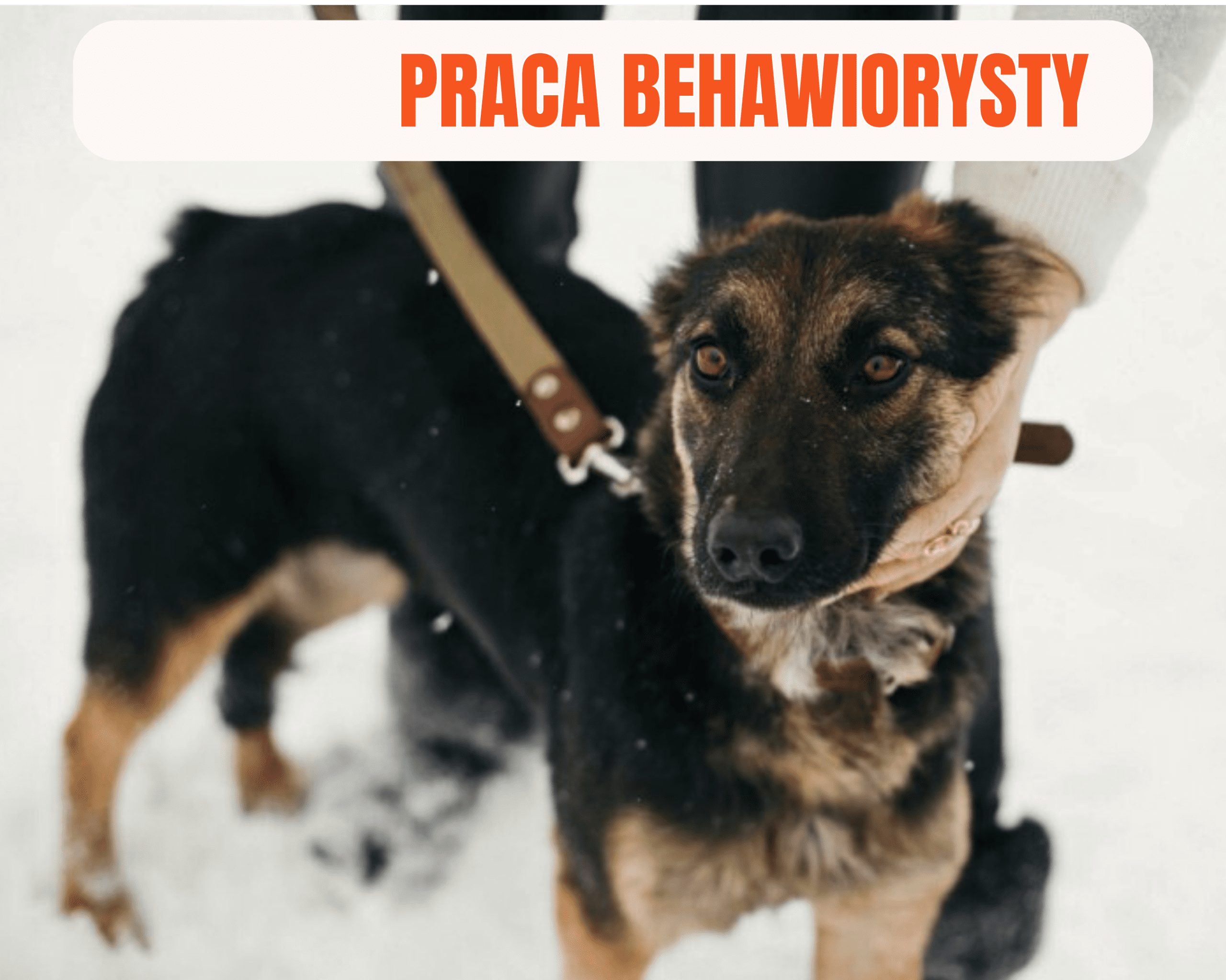 Praca Behawiorysty