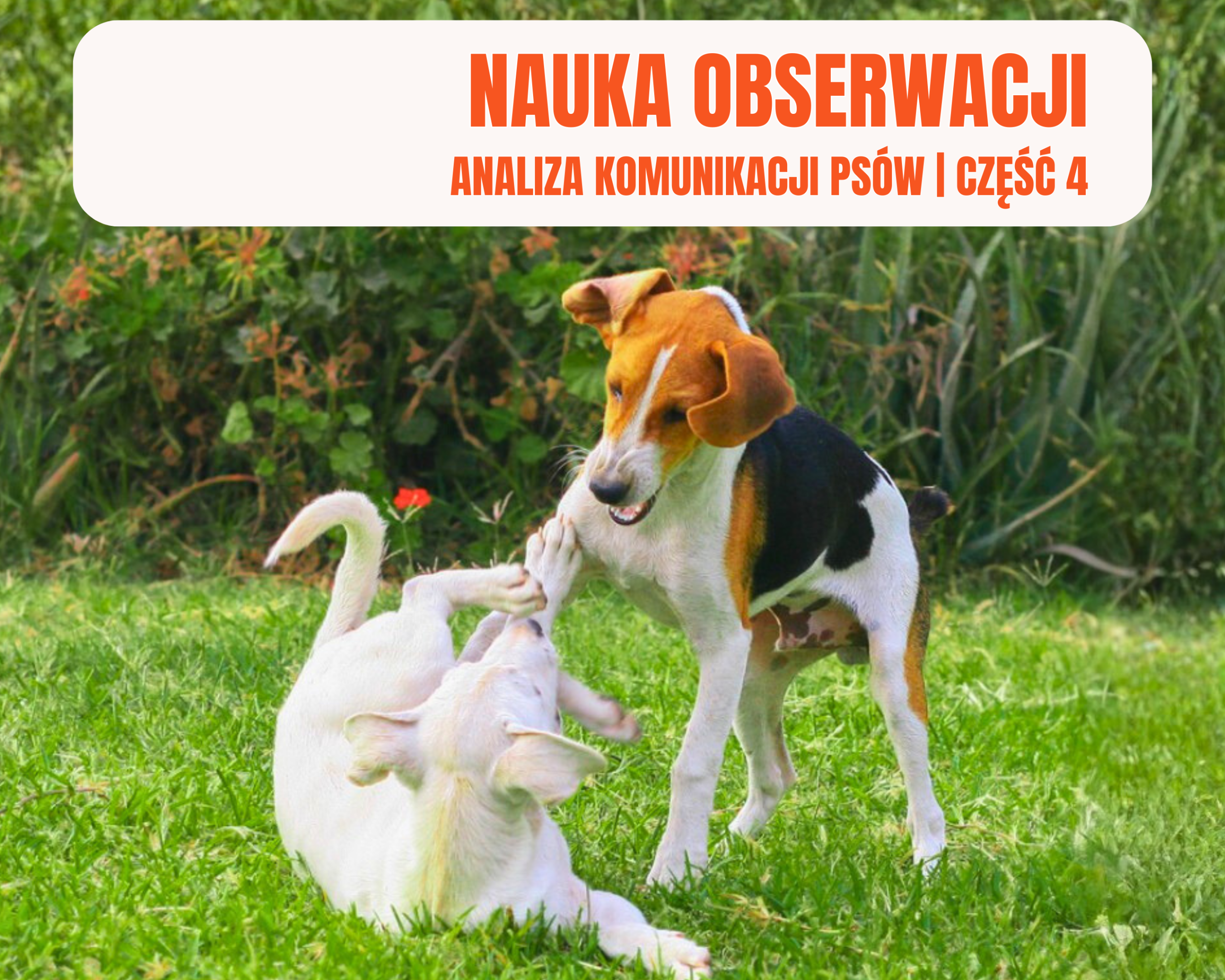 Nauka obserwacji. Analiza Komunikacji Psów | Część 4
