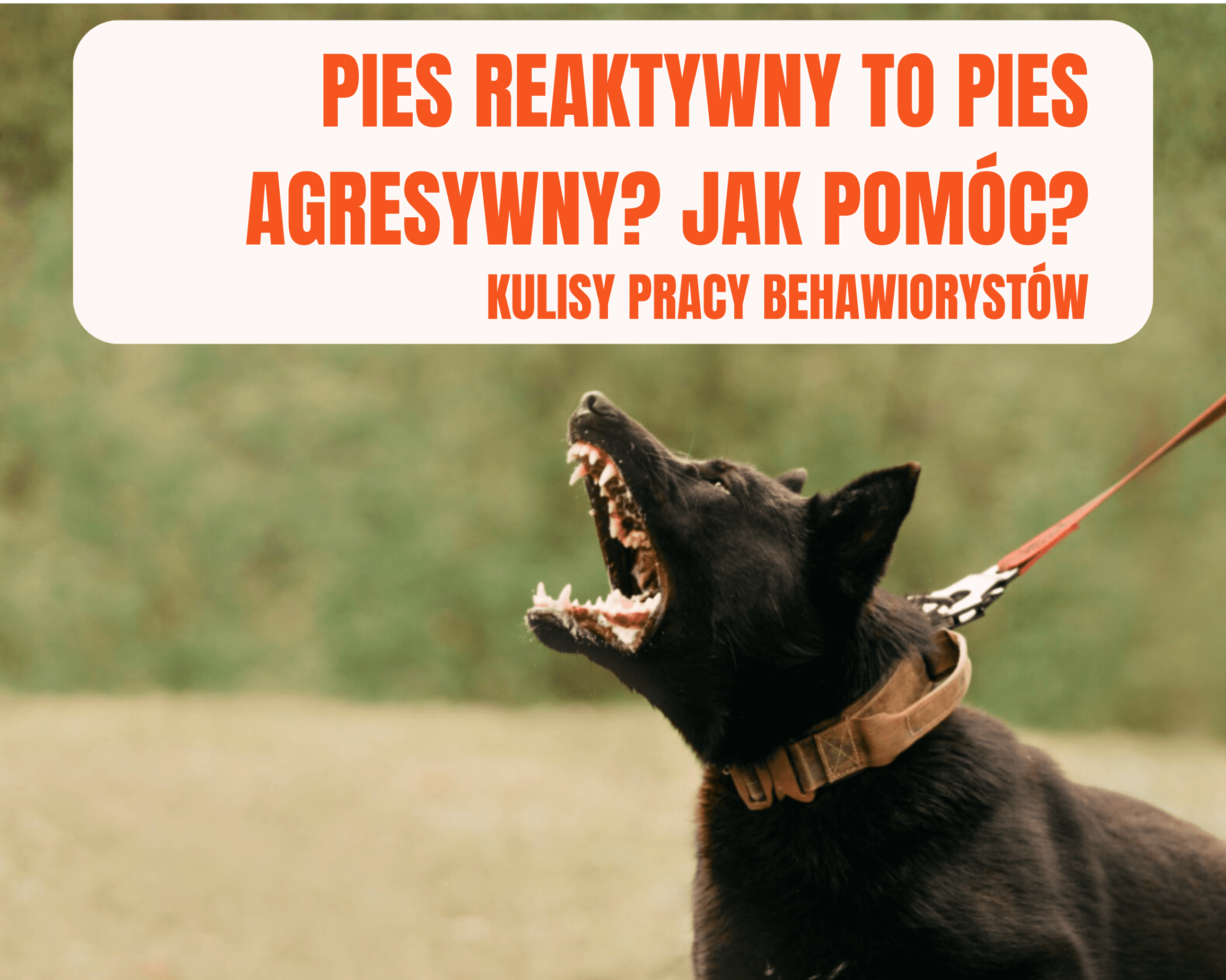 Pies reaktywny to pies agresywny? Czy można mu pomóc? Kulisy pracy behawiorystów.